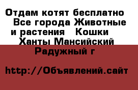 Отдам котят бесплатно  - Все города Животные и растения » Кошки   . Ханты-Мансийский,Радужный г.